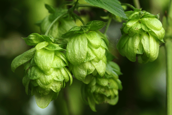 hops bitter ibu