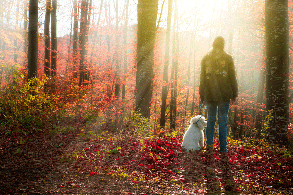 What Are The Most Dog Friendly Trails in Hocking Hills? - Trails Then Ales